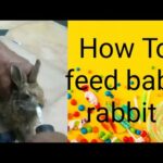 How to feed baby rabbit