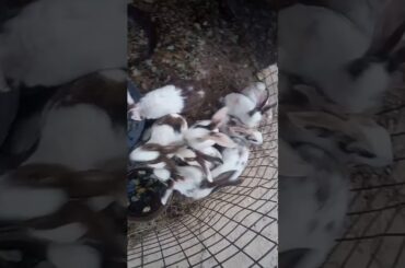 Cute Rabbits 🐇 __🐰 الأرانب اللطيفة