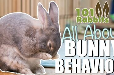ALL ABOUT BUNNY BEHAVIOR 🐰