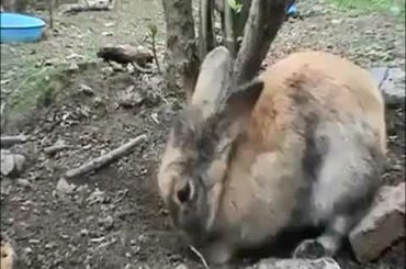 Rabbit cares about her childrens | mother hiding her small cute rabits