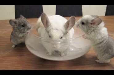 Two Baby Chinchillas Watch Mom Take a Dust Bath!