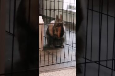 Cute bunny washing herself for 5 seconds