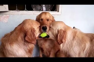 These golden retrievers will make you laugh your ASS OF - Funny dog compilation
