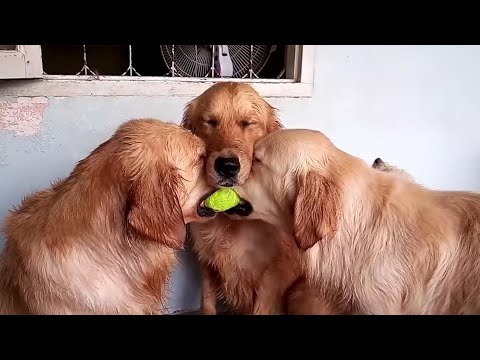 These golden retrievers will make you laugh your ASS OF - Funny dog compilation
