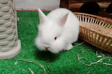 The cutest BABY BUNNY, súper ADORABLE! Preciosos Conejitos BEBES. 💖🐰