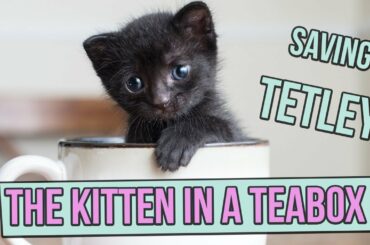 Saving Tetley, the Tiny Kitten in a Teabox