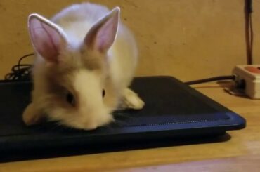Rabbit Benny Like to Playing around