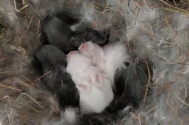 10 dagen oude bunny baby's