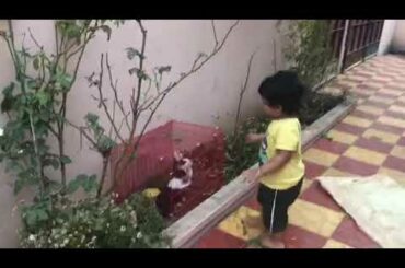 Cute boy feeding rabbits