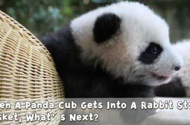 When A Panda Cub Gets Into A Rabbit Style Basket, What’s Next? | iPanda