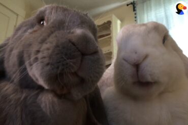 Cute Bunnies Snuggle Together All Day | The Dodo