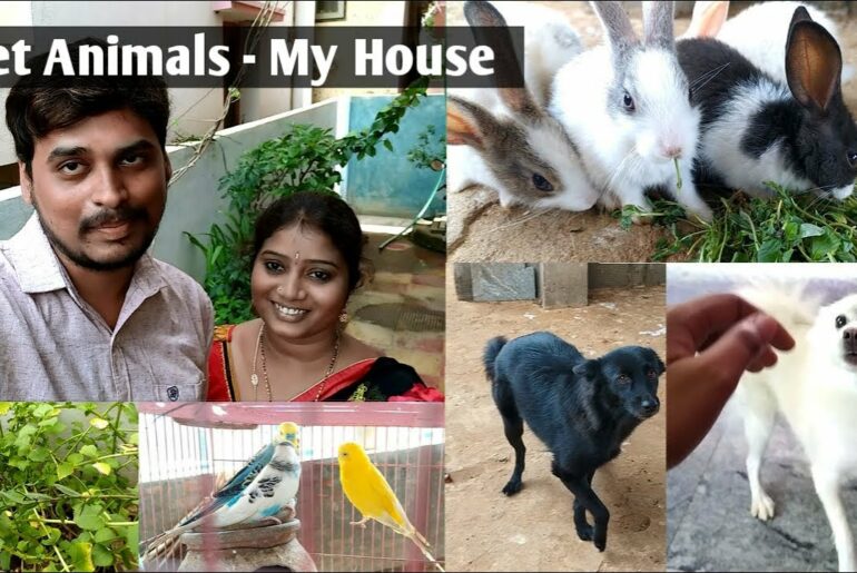 Pet Animals To Grow in Home - Vlog | Pet Vlogs | the dodo | In My House