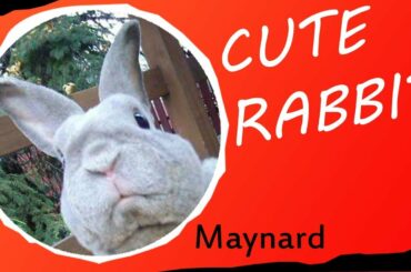 Cute Rabbit (no leash) daily run around the block. YOU HAVE TO SEE IT TO BELIEVE IT!