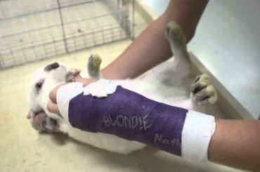 How to Show a Rabbit Video