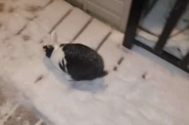 Cute Rabbit Playing - FLUFFY SPECIAL