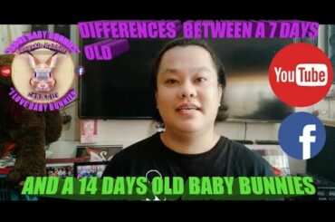 Differences Between A 7 Days Old And A 14 Days Old Baby Bunnies - Bongskie Rabbitry Cebu