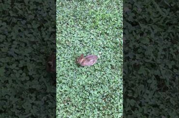 A cute bunny