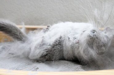 Epic Chinchilla Dust Bath in 1.5 POUNDS of dust!