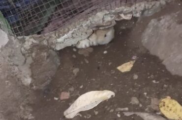 My Rabbit : so cute.. Berkembang biak