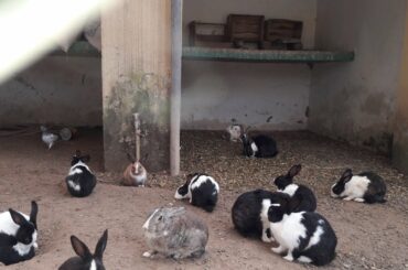 Cute rabbits / cutest bunny / Rabbits