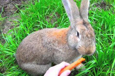 Big Flemish Giant Bunny Rabbit Eating Carrot - Cute Pet