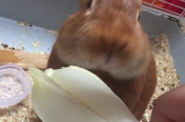 Cute rabbit eating a bio endive asmr