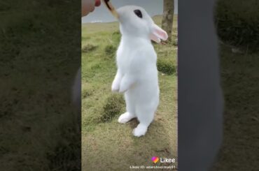 Cute rabbit