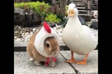 Rabbit acting like a duck ♥ Cute animals videos ♥ Swaf Entertainment ♥ Waqas Haider