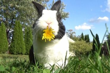 HOW TO PAMPER YOUR RABBIT