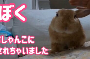 【うさぎ】ぺしゃんこにされても癒し【かわいい】Cute rabbit  became  flattened #30