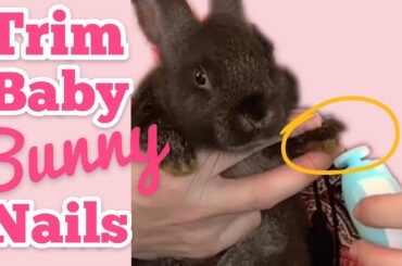 How To Trim Baby Bunny Nails | Safe Rabbit Grooming