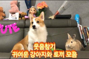 웃음참기 왕둥가족 귀여운 토끼와 강아지 모음 cute bunny and puppy