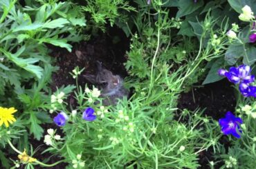 BABY BUNNY EATS A FLOWER