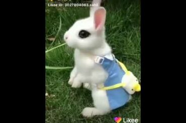 CUTE RABBIT #CUTE #RABBIT #CUTEANIMALS