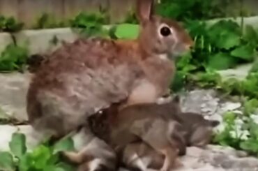 Mother bunny nurses her babies in the most adorable way