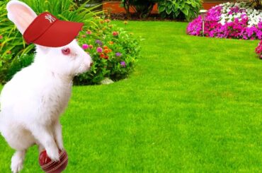 Playing With My Rabbit | Cute Rabbit Compilation 2019 | Funny Rabbits Playing | How to Train Bunny