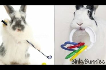 Cute Little Bunnies Playing Together || Peek-a-boo 🐇