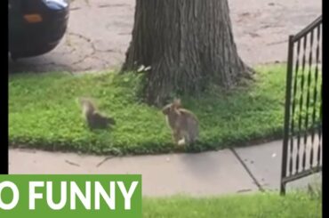 Wild rabbit and squirrel incredibly play together