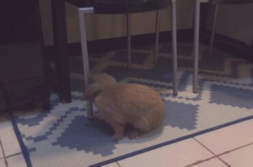 Cute bunny