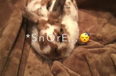 Funny/cute moments of CINNABUN the bunny