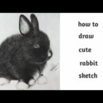 Cute rabbit drawing with charcoal pencil |rabbit drawing |rabbit drawing step by step