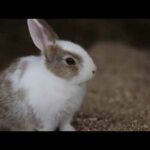うさぎ島 美少女ウサギのひょっこりはん大久野島 Cute Baby Rabbit Rabbit Island