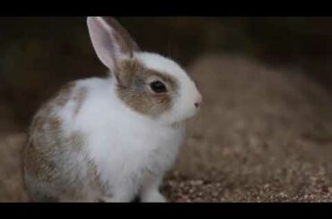 うさぎ島 美少女ウサギのひょっこりはん大久野島 Cute Baby Rabbit Rabbit Island