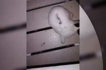 Very cute bunny