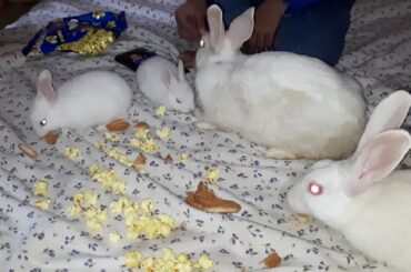 Cutest rabbit family ever mom dad two bunnies