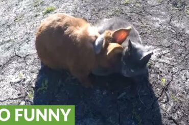 Cat and rabbit are truly best friends