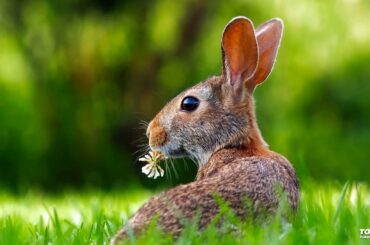 Rabbit Hare Animal Cute Adorable Lawn Grass Wallpaper