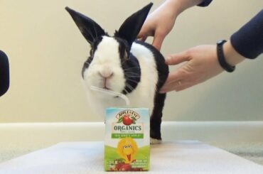 Rabbit tries a juicebox