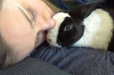 How to cuddle with a rabbit