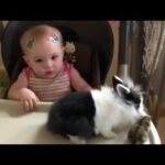 The cutest baby seeing a rabbit and a hamster for the first time